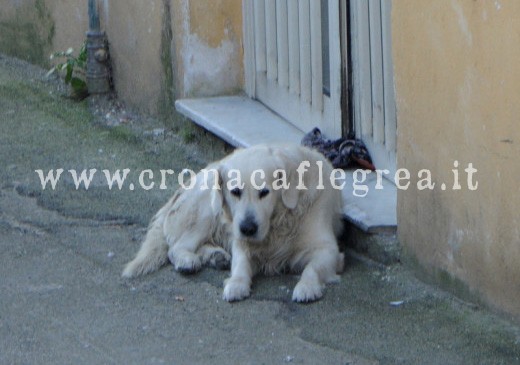 LA STORIA/ Il padrone è morto, il cane lo aspetta invano da tre mesi sull’uscio di casa – LE FOTO