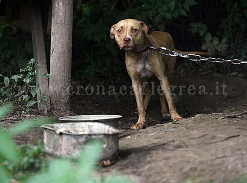 POZZUOLI/ Cani legati con catene e lasciati senza acqua, denunciato 78enne