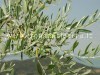 Ruba pianta di ulivo secolare, arrestato
