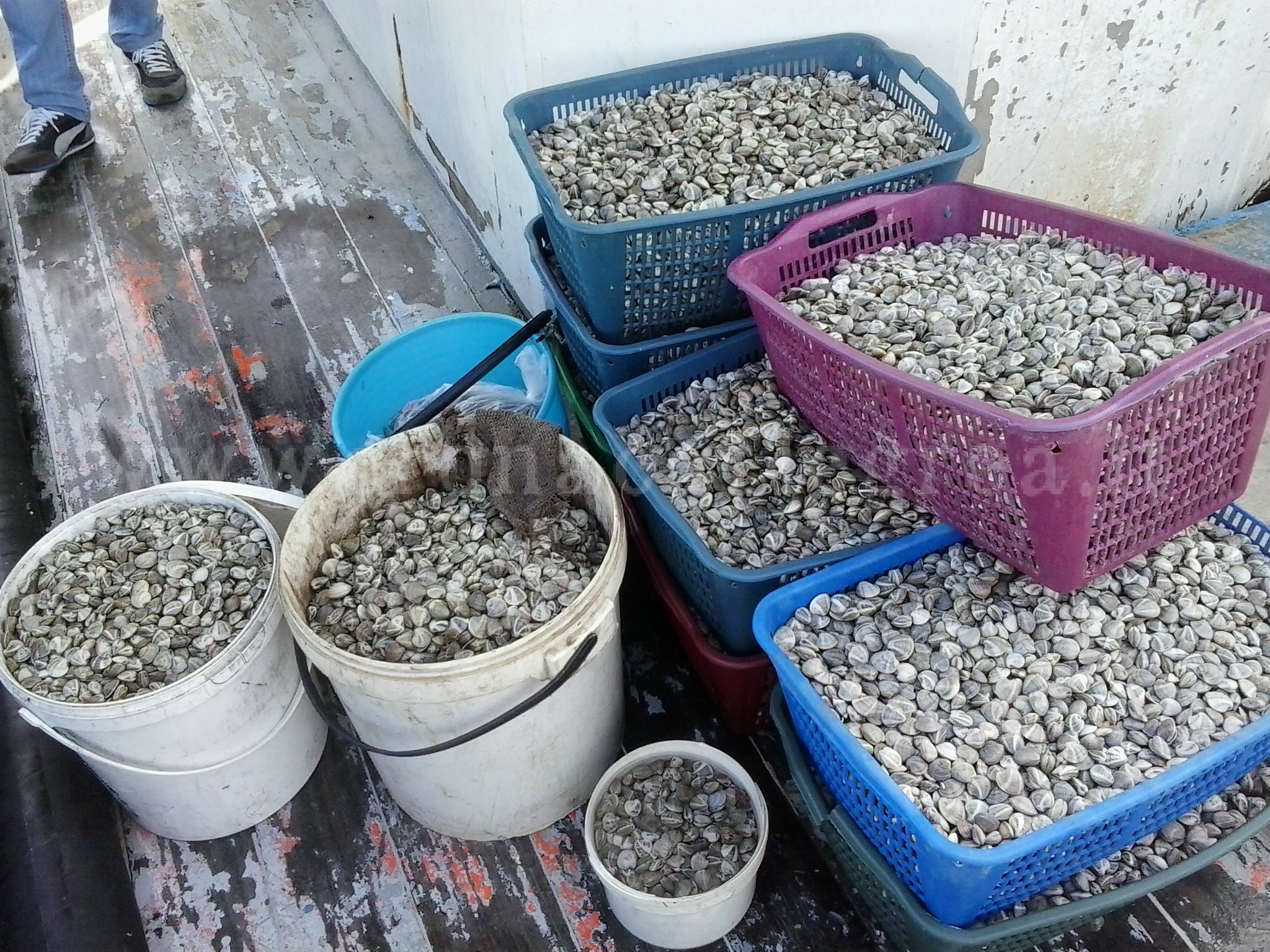 LITORALE DOMITIO/ Pesca illegale, sequestrati 450 chili di lupini