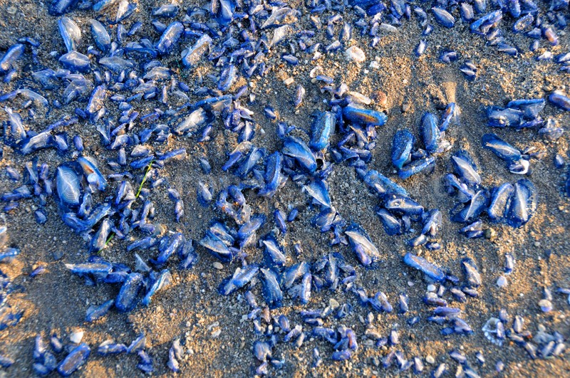 IL FENOMENO/ Meduse azzurre sulla spiaggia di Miseno – LE FOTO