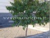 LA SEGNALAZIONE/ «L’albero di eucalipto che fa sorgere seri dubbi»