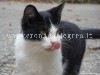 CURIOSITA’ DAL MONDO/ Il gatto fa troppe puzze e viene riportato alla protezione animale