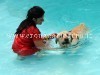 BACOLI/ Ecco ”Aquadog”, la prima piscina per cani della Campania