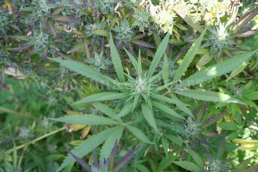 POZZUOLI/ Coltiva piante di marijuana, arrestato
