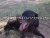 POZZUOLI/ Orrore al Rione Toiano: cane torturato, bruciato e abbandonato nei giardinetti – LE FOTO