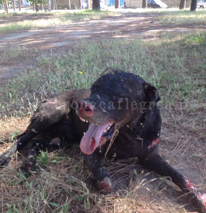 POZZUOLI/ Orrore al Rione Toiano: cane torturato, bruciato e abbandonato nei giardinetti – LE FOTO