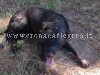 POZZUOLI/ Cane massacrato sotto gli occhi dei bambini «Vogliamo giustizia per Spike»