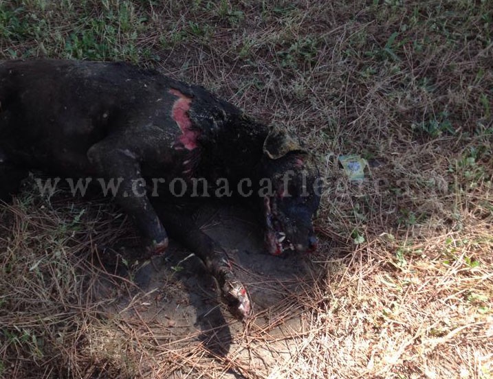 POZZUOLI/ Cane torturato e bruciato vivo, animalisti in arrivo da tutta Italia