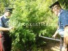 POZZUOLI/ Coltiva nell’orto di casa 24 piante di cannabis, arrestato – LE FOTO