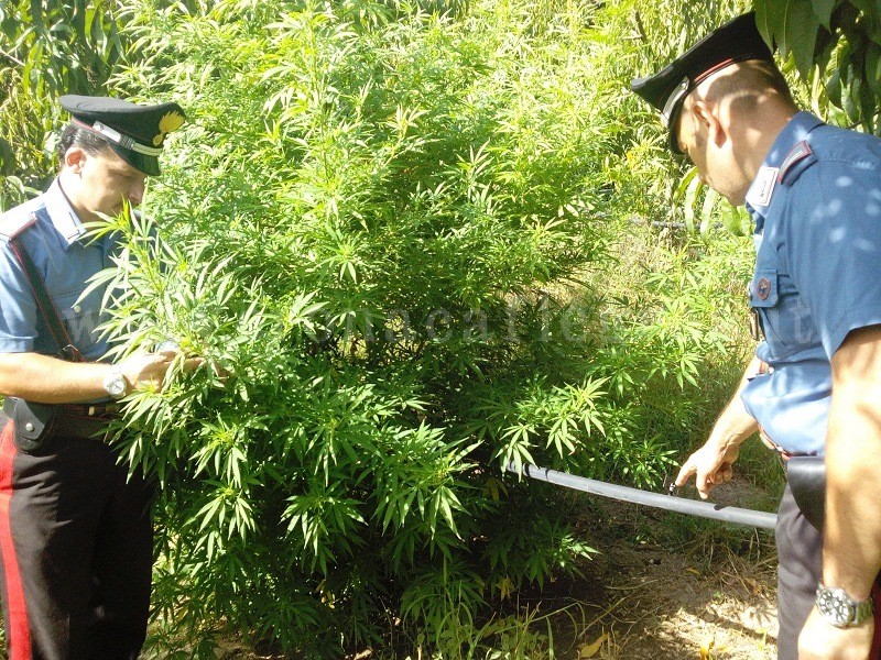 POZZUOLI/ Coltiva nell’orto di casa 24 piante di cannabis, arrestato – LE FOTO