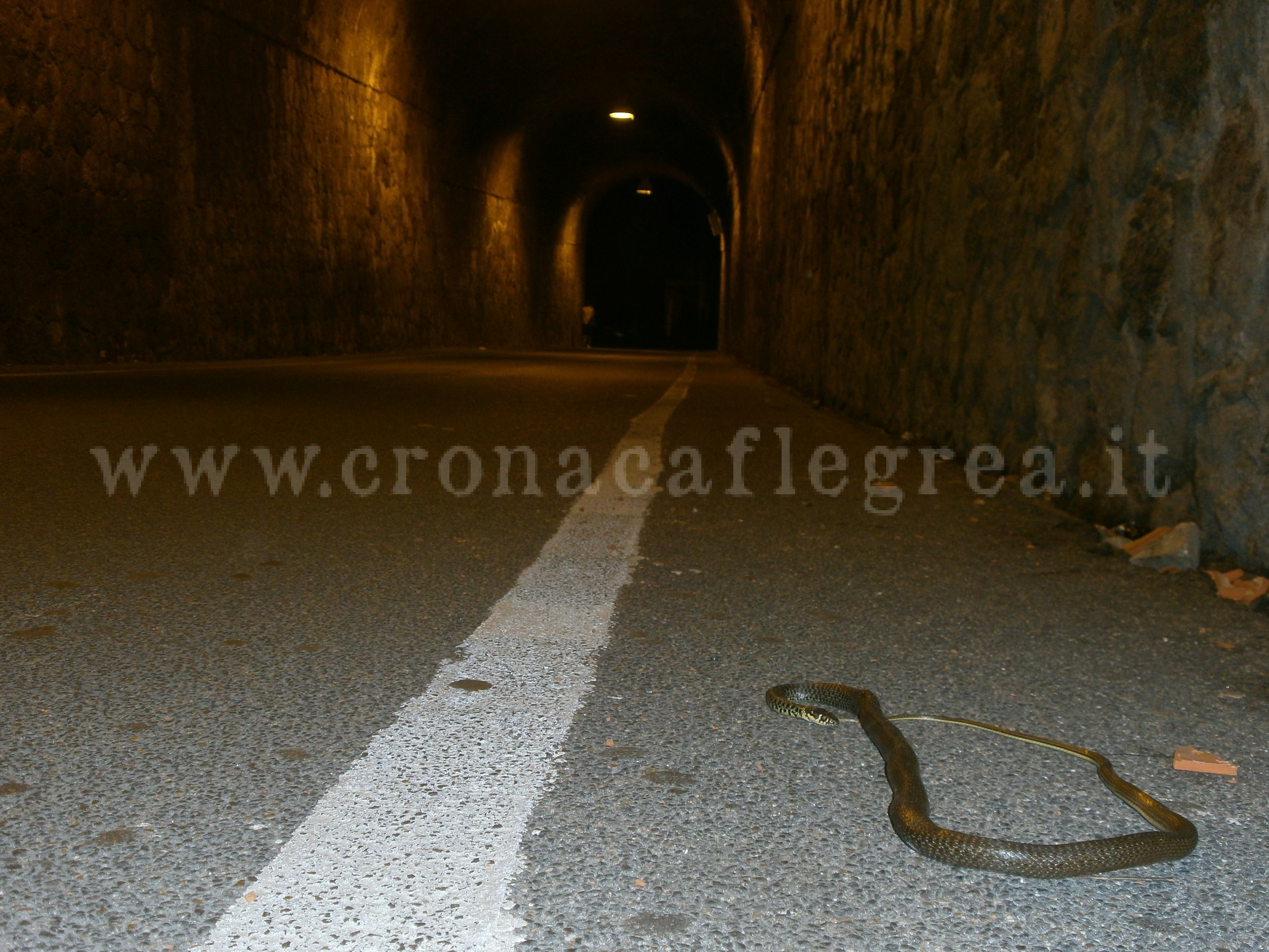 POZZUOLI/ Un serpente morto nel tunnel della Metropolitana – LE FOTO
