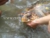 VARCATURO/ Una tartaruga gigante si spiaggia su un lido – LE FOTO