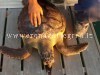 MONTE DI PROCIDA/ Tartaruga senza vita trovata ad Acquamorta – LE FOTO