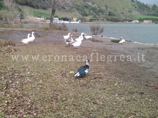 Anatra Muta sulle sponde le Lago d'Averno