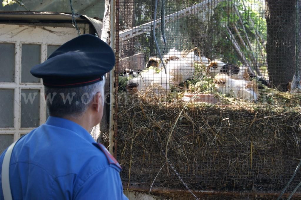 POZZUOLI/ Scoperto allevamento abusivo: centinaia di animali tenuti in pessime condizioni – LE FOTO