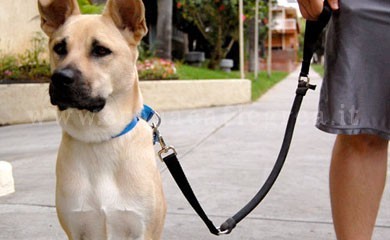 POZZUOLI/ A maggio la seconda edizione de “Il cane più bello dei Campi Flegrei”