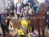 POZZUOLI/ Una sagoma di cane in ferro per ricordare Spike – LE FOTO