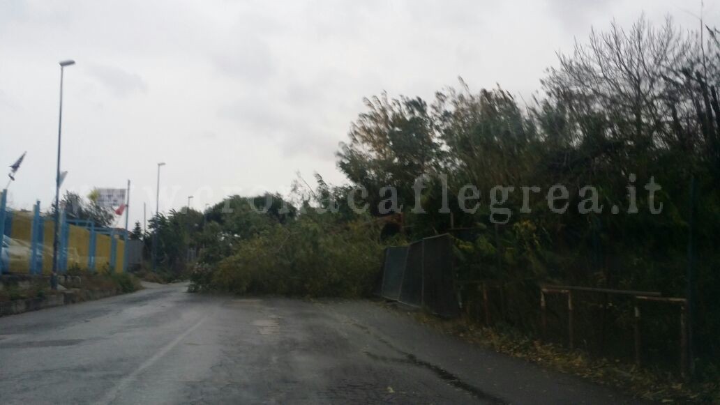 POZZUOLI/ Forte vento, albero cade in strada: blocchi e disagi – LE FOTO