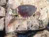 BACOLI/ Ancora decessi in mare, tartaruga “Caretta Caretta” spiaggiata a Miseno – LE FOTO