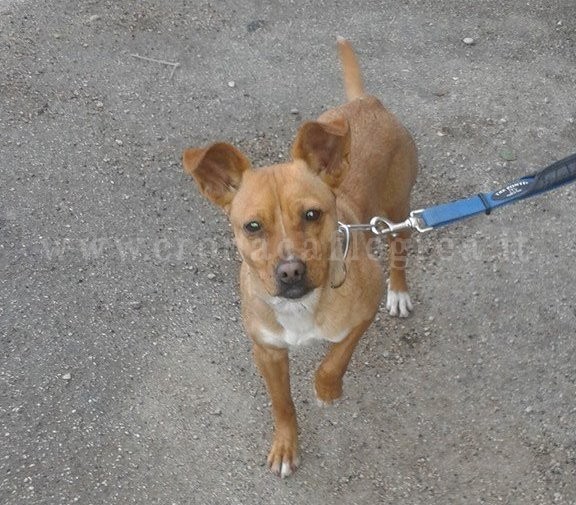 POZZUOLI/ Cagnolina lanciata da un’auto in corsa: salva per miracolo