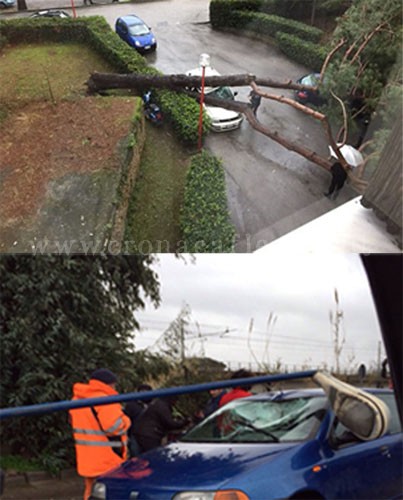 CAMPI FLEGREI/ Pioggia e forte vento, cadono un albero e un palo: due auto schiacciate