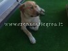 IL LIETO FINE/ Ritrovato Ivan, il cane scomparso a Fuorigrotta
