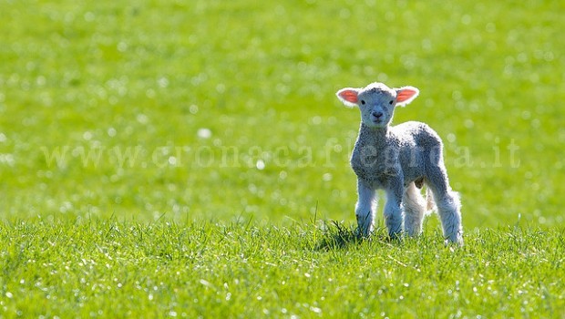 AMICI ANIMALI/ Agnello: un cucciolo ammazzato per tradizione