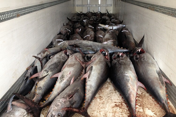 POZZUOLI/ Pesca illegale, sequestrati 936 chili di tonno rosso