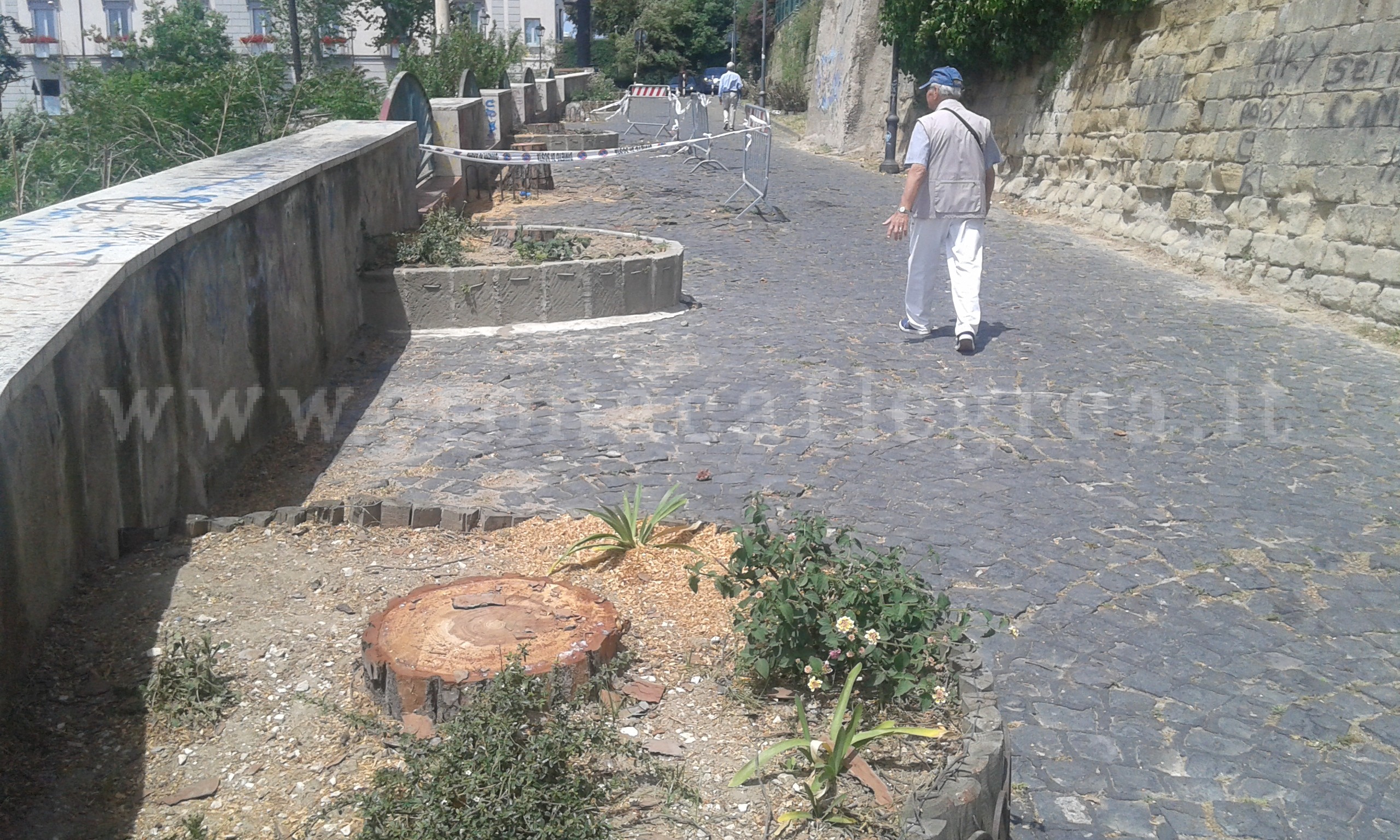 POZZUOLI/ Abbattuti cinque alberi in “Rampe Cappuccini”