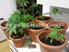 BAGNOLI/ Coltivava marijuana sul balcone di casa: arrestato