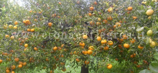 Le piante di mandarini delle campagne dei Campi Ardenti