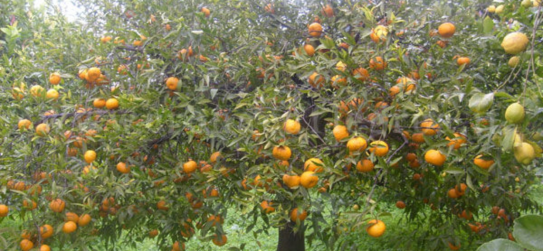 Il mandarino dei Campi Flegrei e il suo liquore inseriti nei prodotti tradizionali della Campania