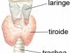 DIETOLOGIA/ Tiroide e dimagrimento