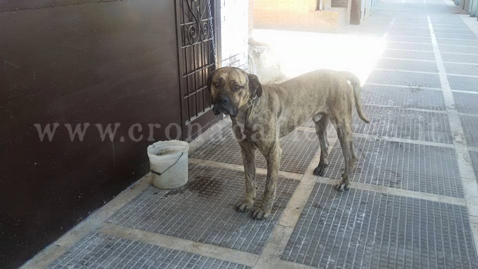 POZZUOLI/ Monterusciello terra di abbandono di cani – LE FOTO