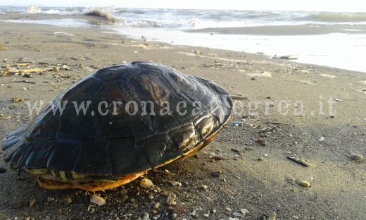 una tartaruga rinvenuta sulla spiaggia
