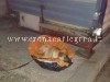 POZZUOLI/ Trovata cagnolina legata ad un palo: in estate è allarme abbandono
