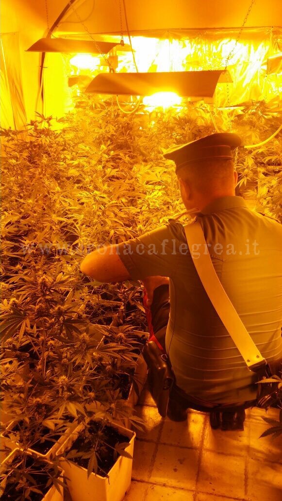 LA SCOPERTA/ Clima tropicale in casa per coltivare piantine di cannabis: 2 arresti – LE FOTO