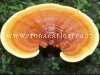 LA MEDICINA NATURALE/ Ganoderma lucidum, elisir di lunga vita