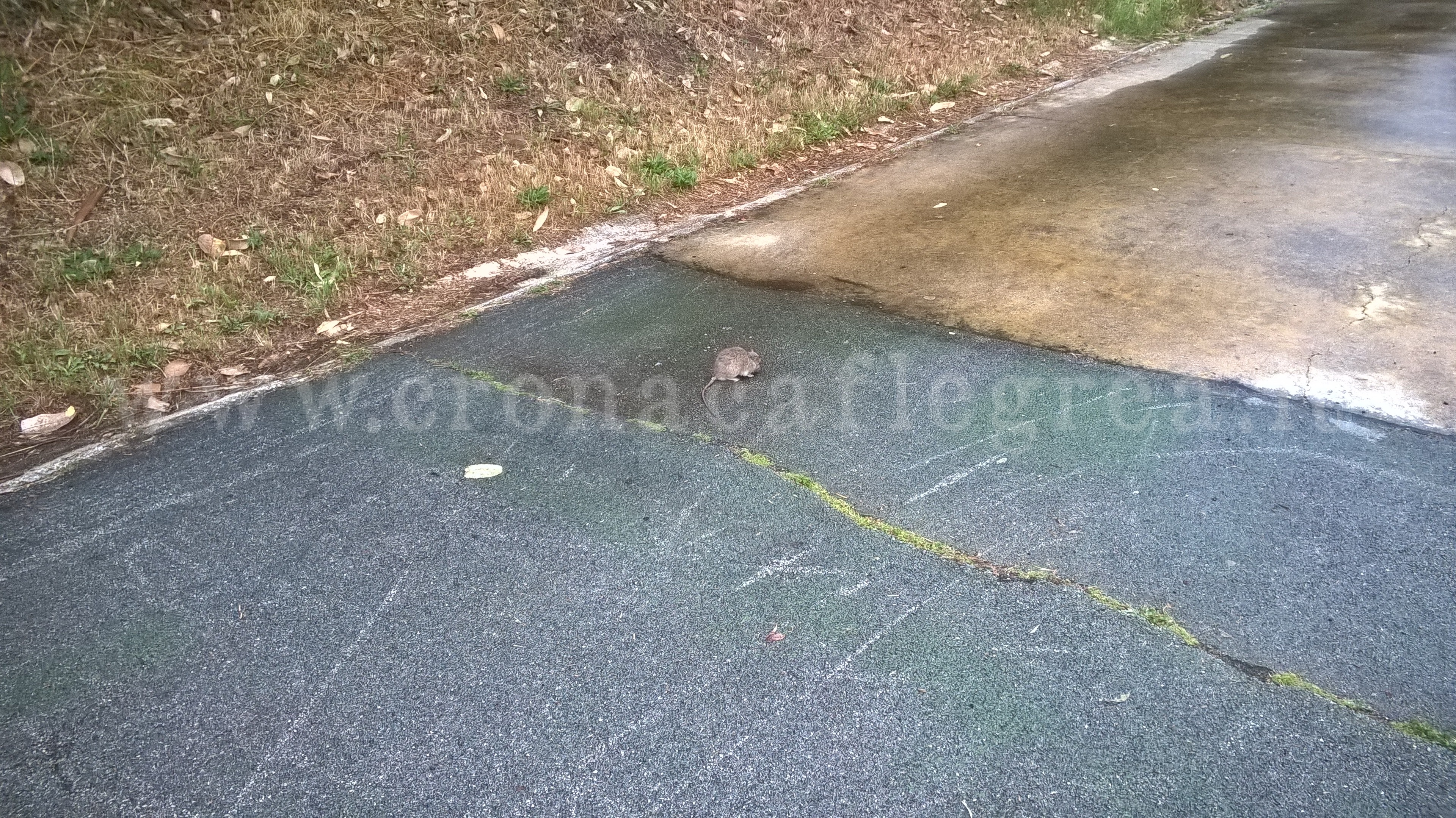 POZZUOLI/ Topi a Monterusciello, SOS dei residenti