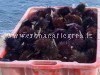 POZZUOLI/ Pesca abusiva, a Licola sequestrati 950 ricci di mare