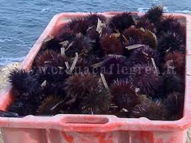 POZZUOLI/ Pesca abusiva, a Licola sequestrati 950 ricci di mare