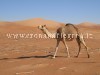 CAMPI FLEGREI/ Un fine settimana da “Sahara”: bolla di calore fino a 35 gradi