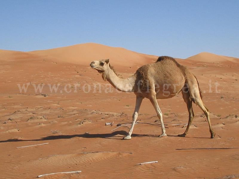 CAMPI FLEGREI/ Un fine settimana da “Sahara”: bolla di calore fino a 35 gradi