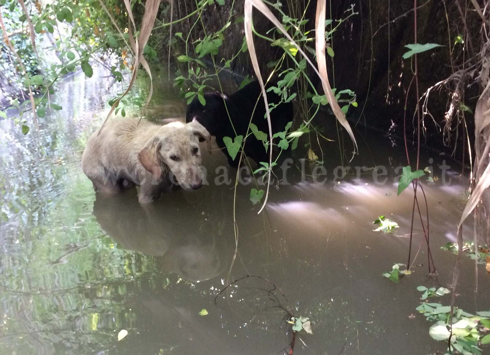 POZZUOLI/ Lanciano cagnolini in un canale tra i liquami, giovane rischia la vita per salvarli – LE FOTO