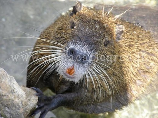 La nutria è uno degli animali spesso abbandonati