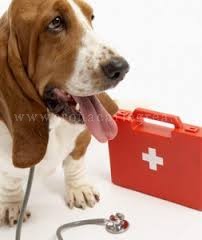 L’INIZIATIVA/ Nasce il pronto soccorso per cani