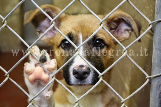 dog-shelter-1024x683