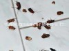 LA SEGNALAZIONE/ «Siamo invasi da scarafaggi e insetti: sindaco fai qualcosa!»