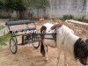 Bambini in giro con calesse trainato da un pony provocano vasto incendio